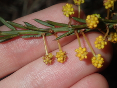 Acacia retrorsa