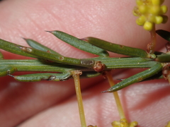 Acacia retrorsa