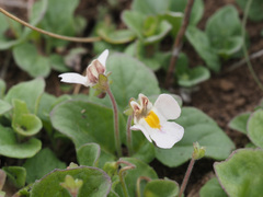 Diclis rotundifolia