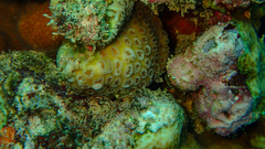 Goniastrea stelligera