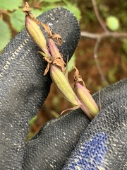 Galearis rotundifolia