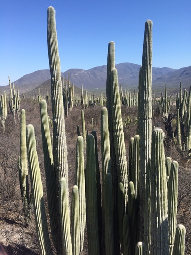 Cephalocereus tetetzo