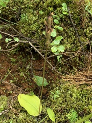 Galearis rotundifolia