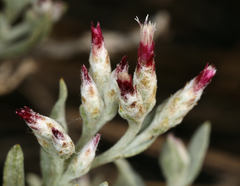 Antennaria geyeri