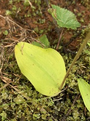 Galearis rotundifolia
