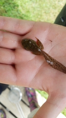 Lithobates palustris
