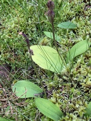 Galearis rotundifolia