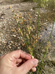 Juncus militaris