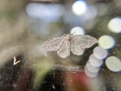 Auzatellodes arizana