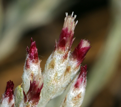 Antennaria geyeri