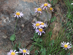 Afroaster perfoliatus