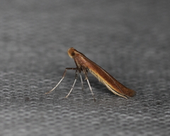 Caloptilia invariabilis