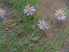 Afroaster perfoliatus