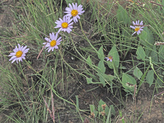 Afroaster perfoliatus