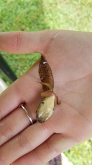 Lithobates palustris