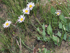 Afroaster perfoliatus