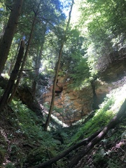 Thamnobryum alleghaniense