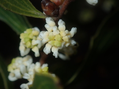 Hakea anadenia