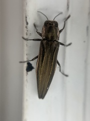 Agrilus macer