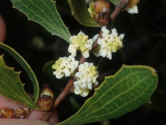 Hakea anadenia