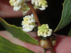 Hakea anadenia
