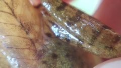 Lithobates palustris