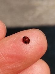 Coccinellidae