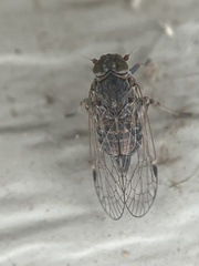 Melanoliarus acicus