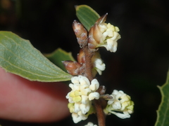 Hakea anadenia