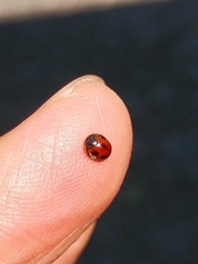 Coccinellidae