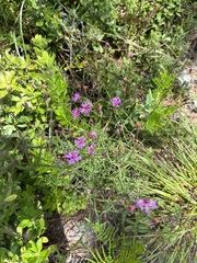 Vernonia blodgettii