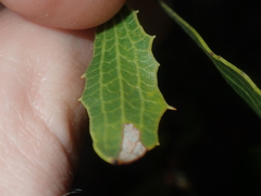 Hakea anadenia