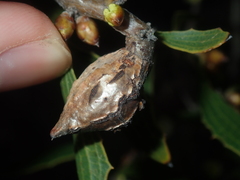 Hakea anadenia