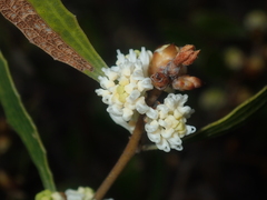 Hakea anadenia