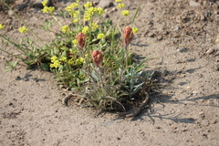Castilleja arachnoidea