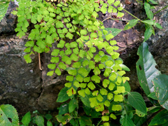 Adiantum atroviride