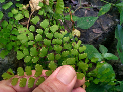 Adiantum atroviride