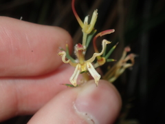 Hakea longiflora