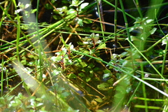 Rotala rotundifolia