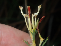 Hakea longiflora
