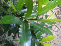 Calophyllum australianum