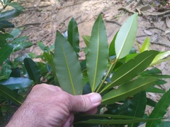 Calophyllum australianum