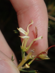 Hakea longiflora