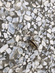 Thereuonema tuberculata