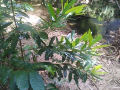 Calophyllum australianum