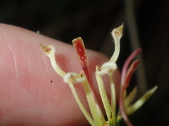 Hakea longiflora