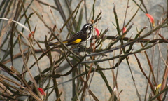 Phylidonyris novaehollandiae novaehollandiae