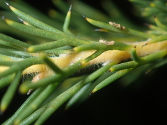 Hakea longiflora