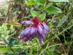 Cavendishia angustifolia