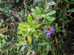 Cavendishia angustifolia